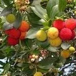 frutti corbezzolo