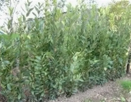 immagini alloro