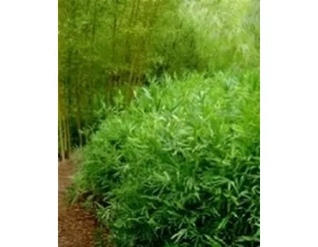 bamboo