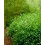 bamboo