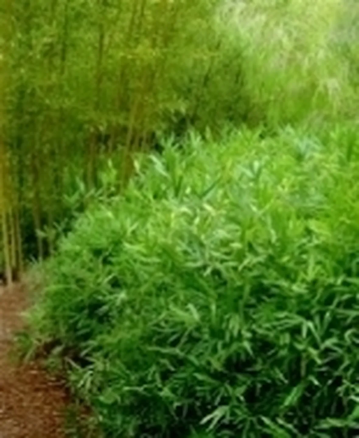 bamboo