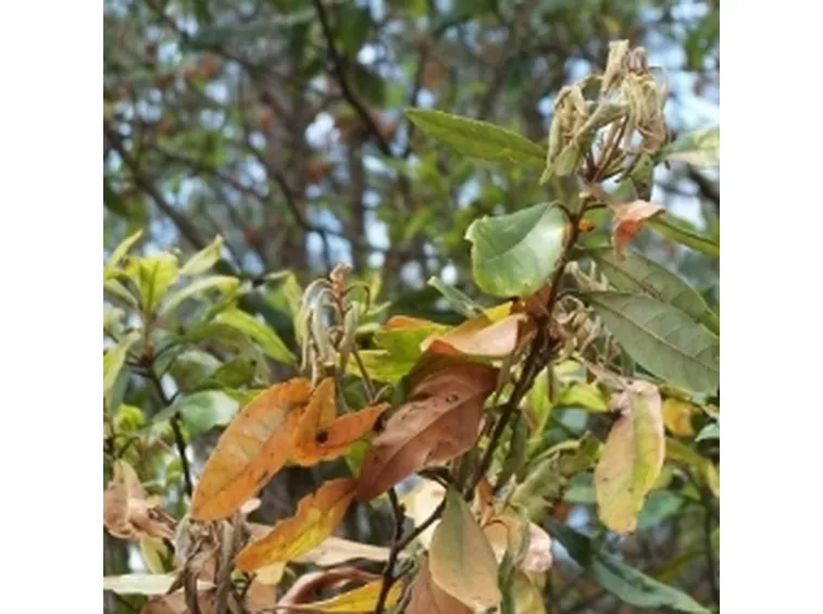lauro