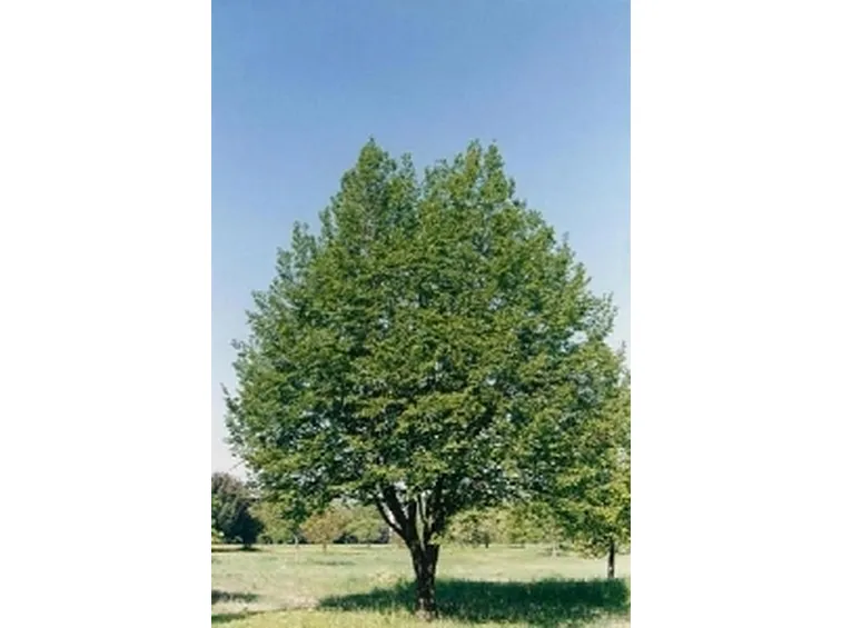 carpino nero