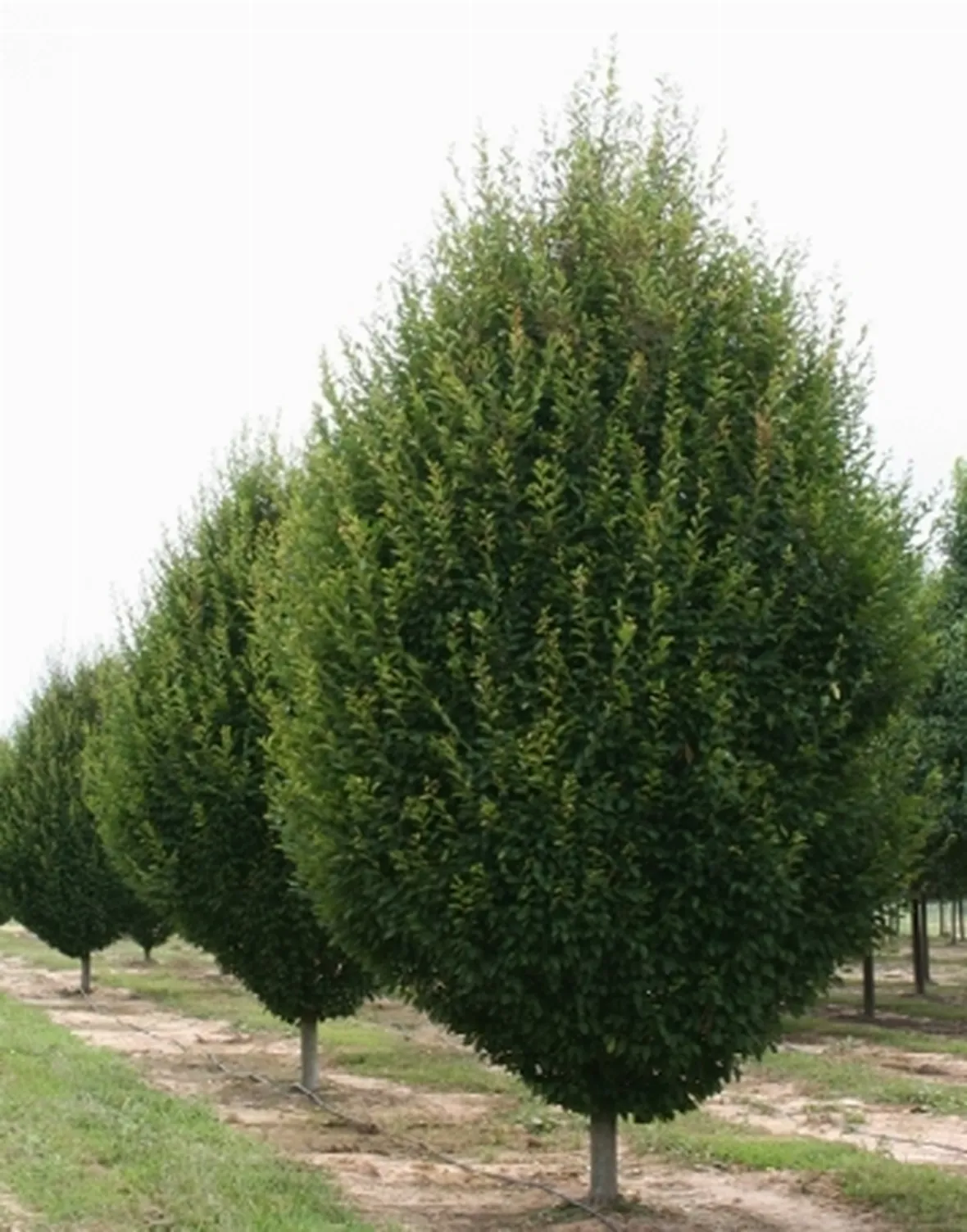 carpino bianco