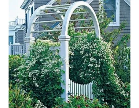 foto clematis