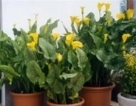 foto pianta di calla