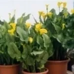 foto pianta di calla