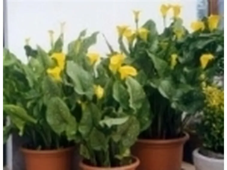 foto pianta di calla
