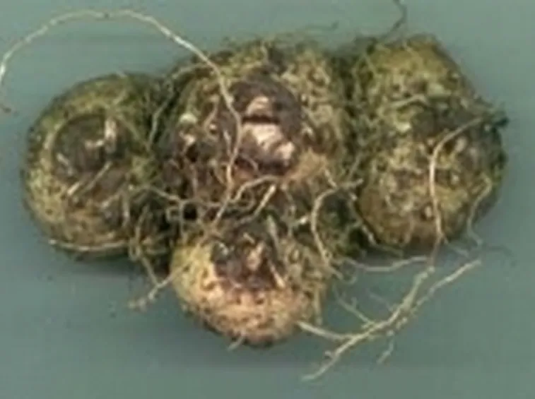 foto di bulbo di calla