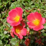 foto portulaca