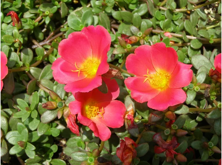foto portulaca