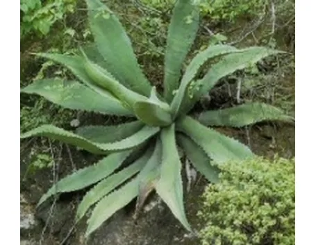 foto agave