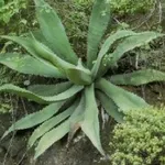 foto agave