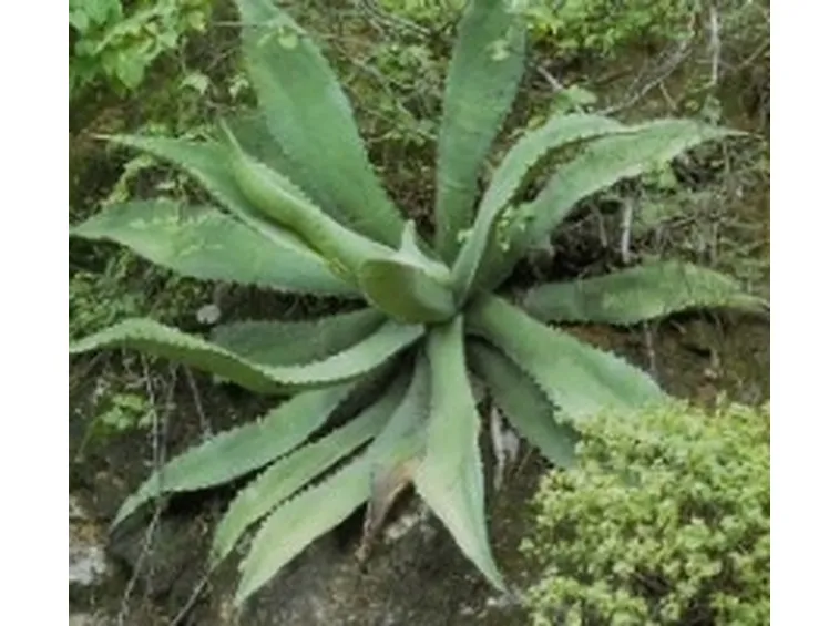 foto agave