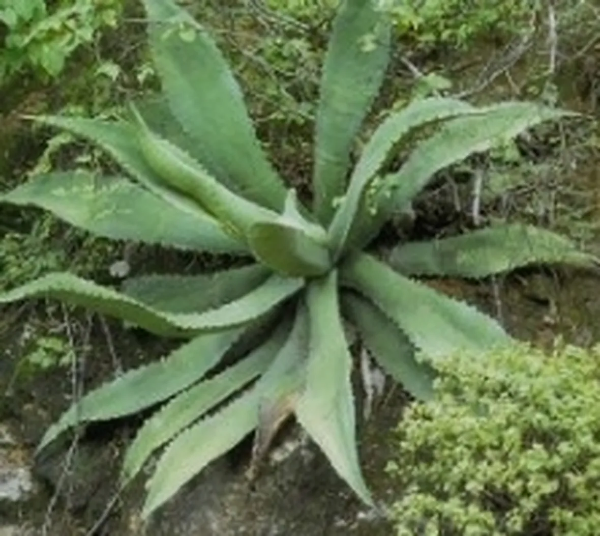 foto agave