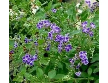 duranta