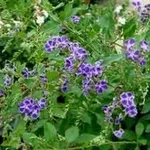 duranta