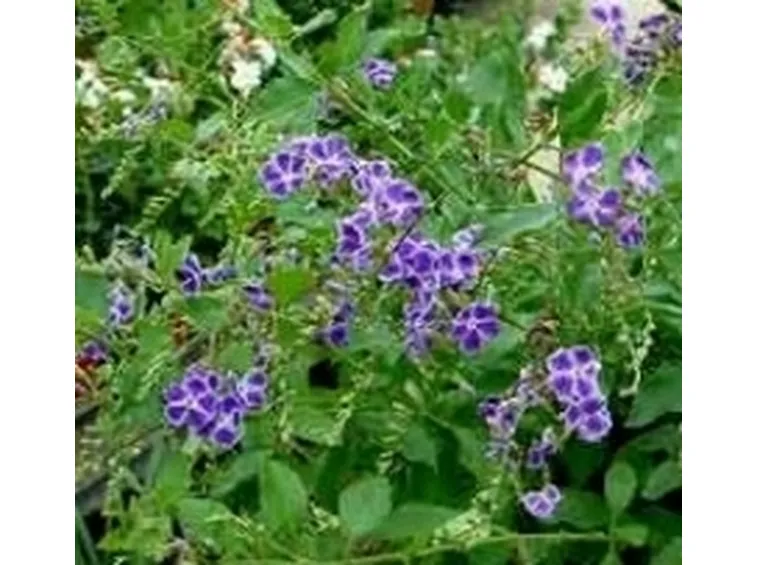 duranta