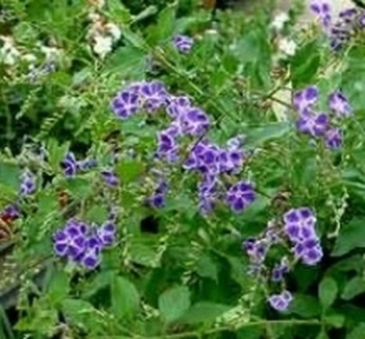 duranta