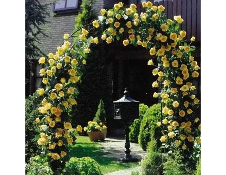 rose rampicanti