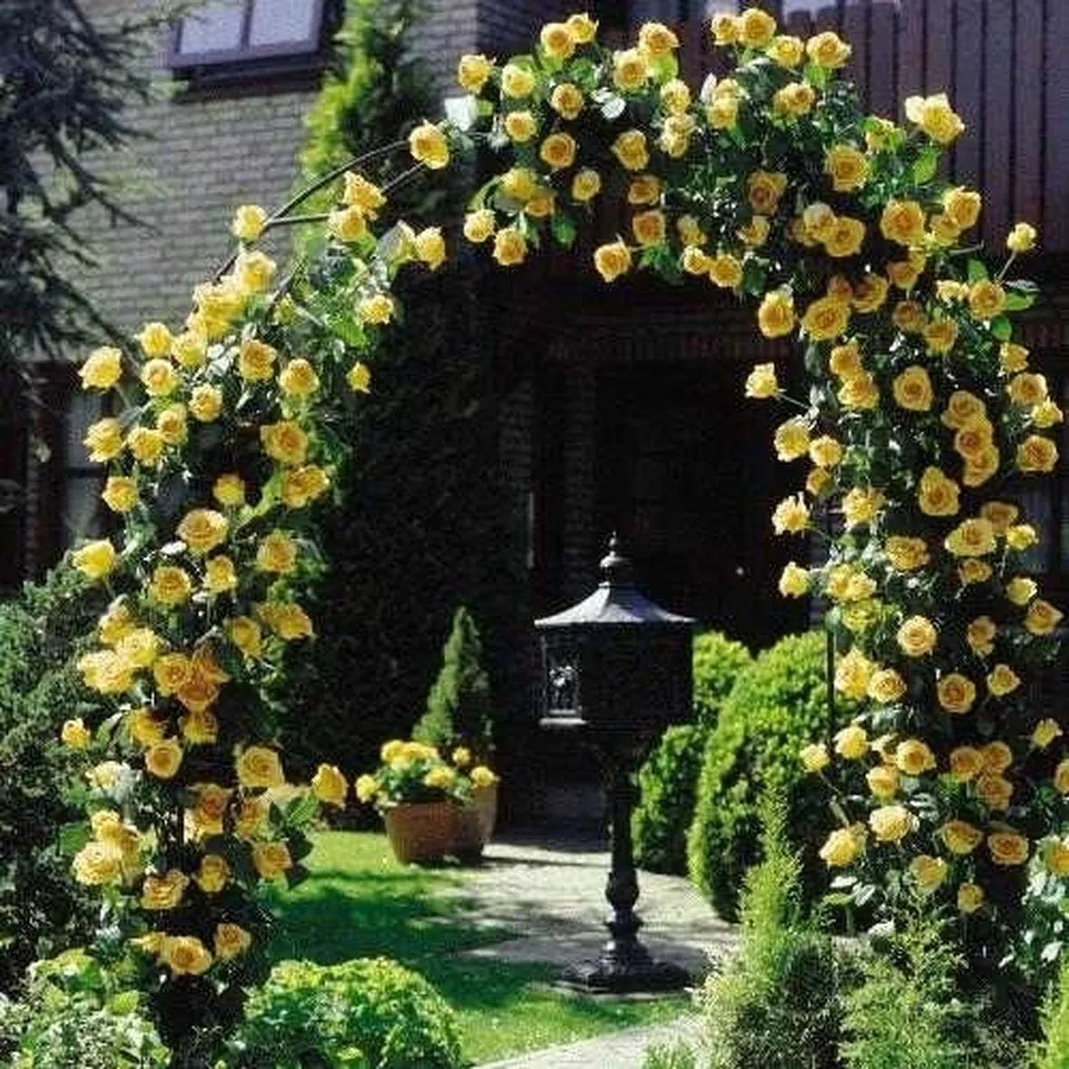 rose rampicanti