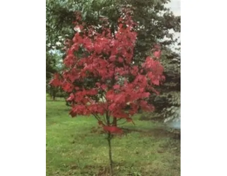 acero rosso