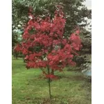 acero rosso