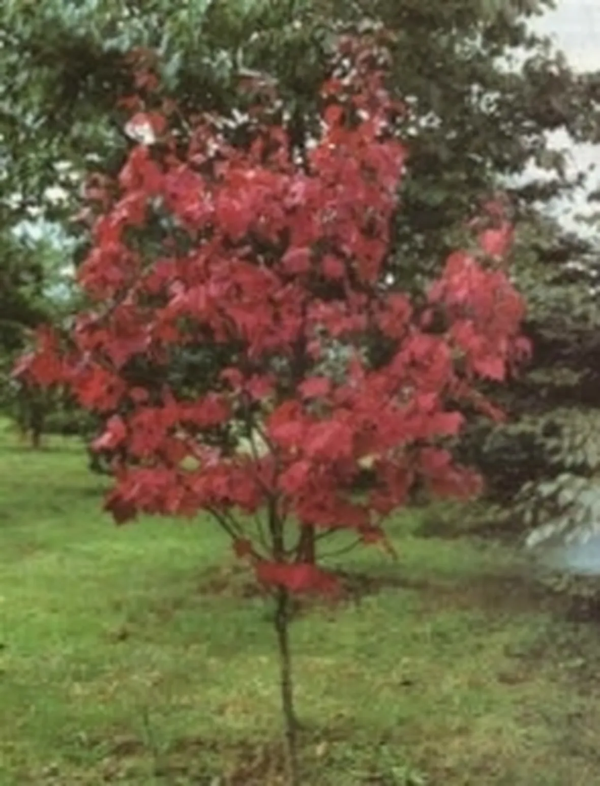acero rosso