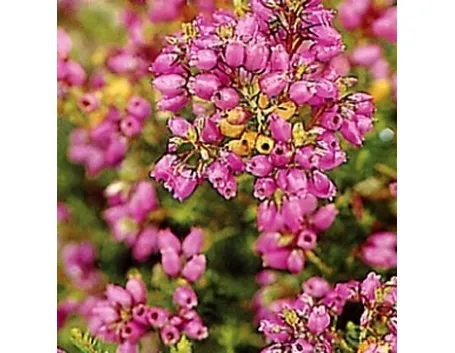 foto erica