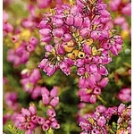 foto erica