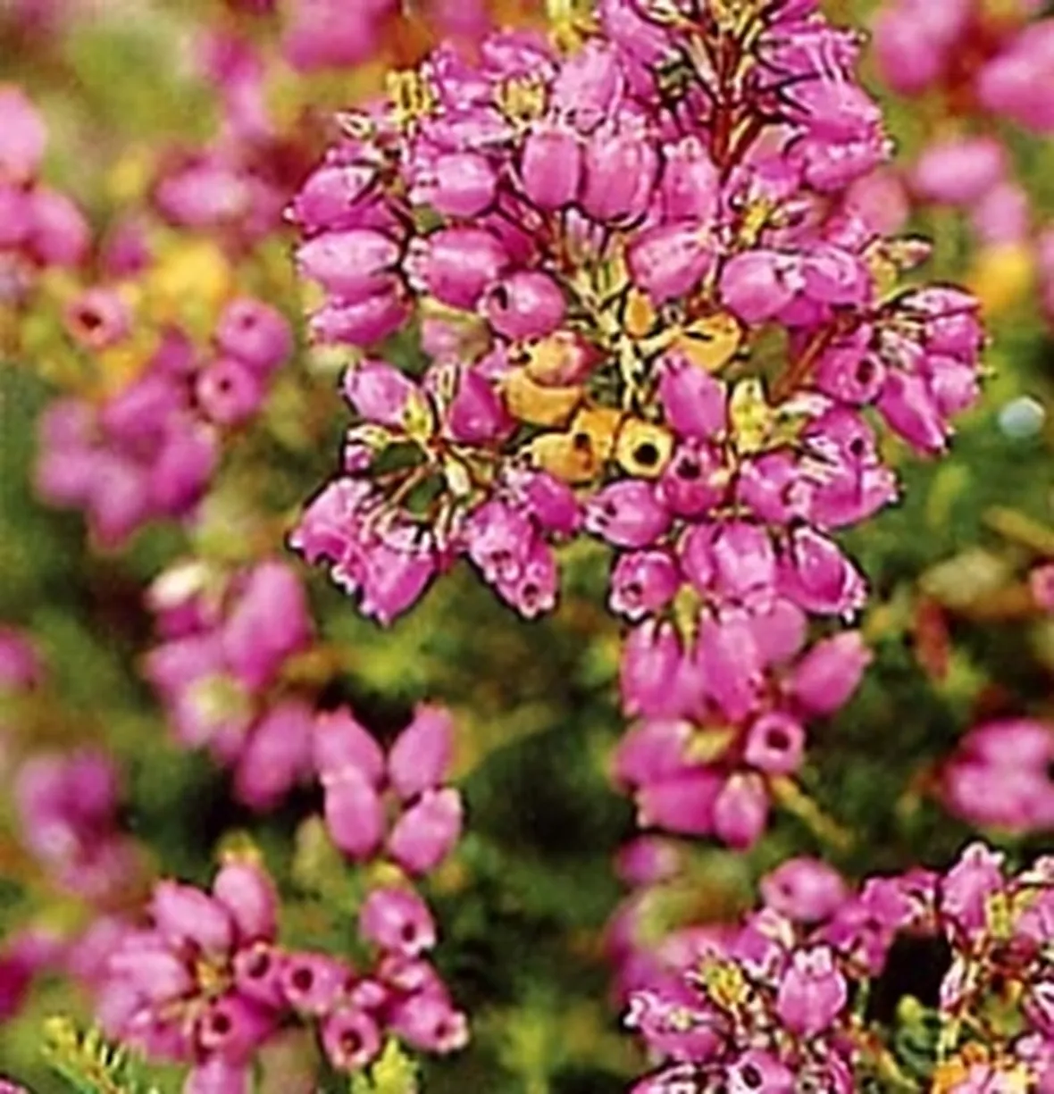 foto erica