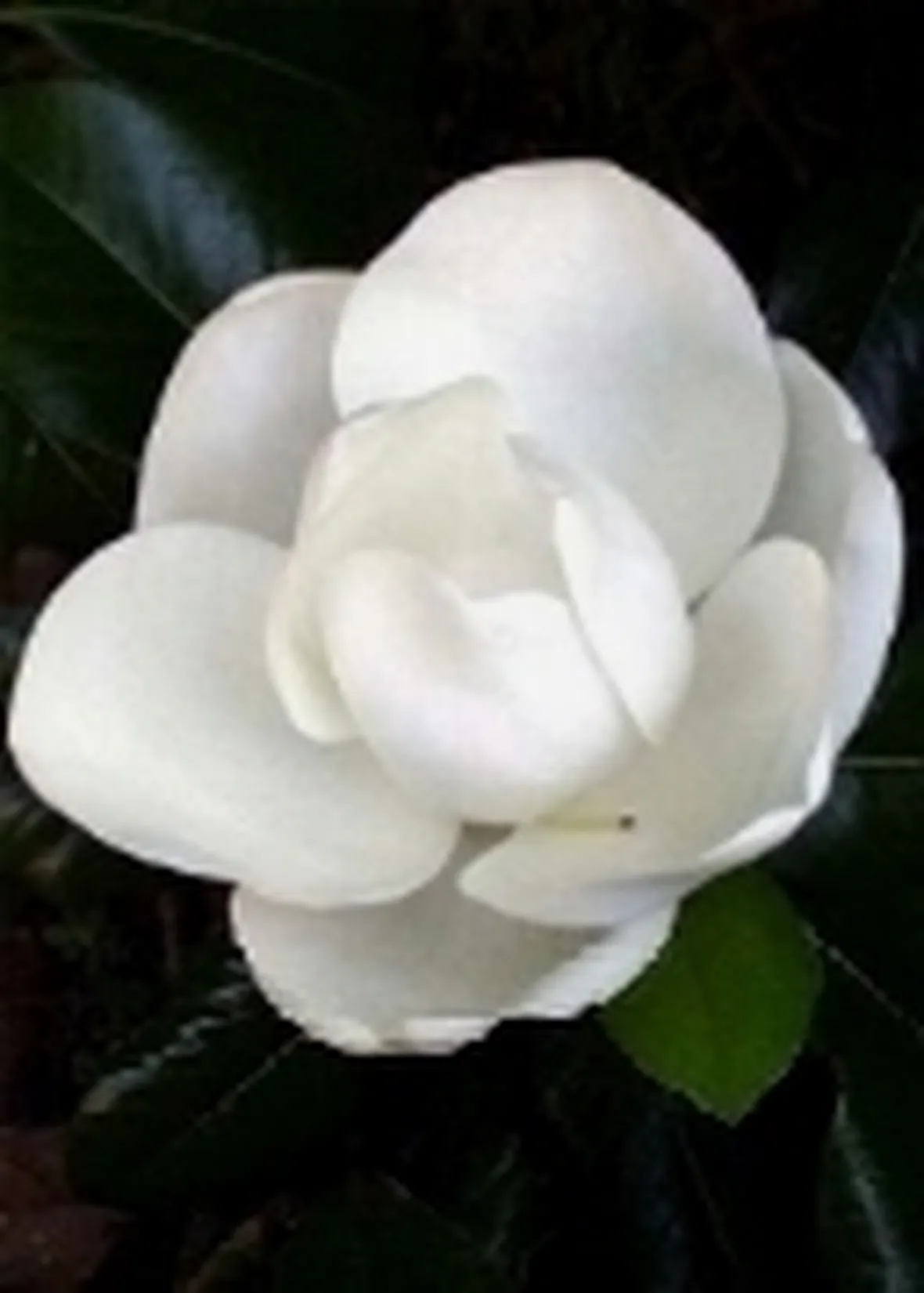 magnolia
