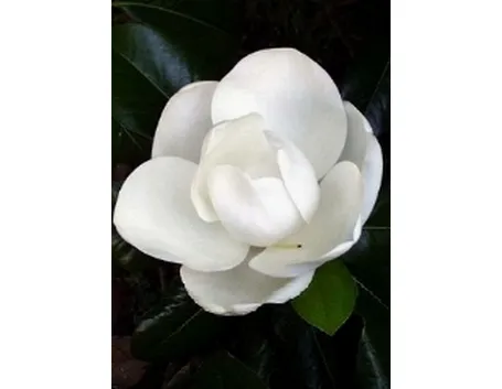 immagini magnolia
