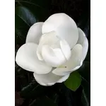immagini magnolia