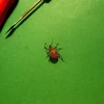 oziorinco