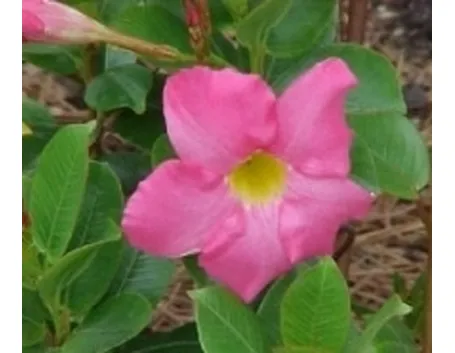 mandevilla