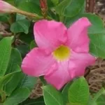 mandevilla