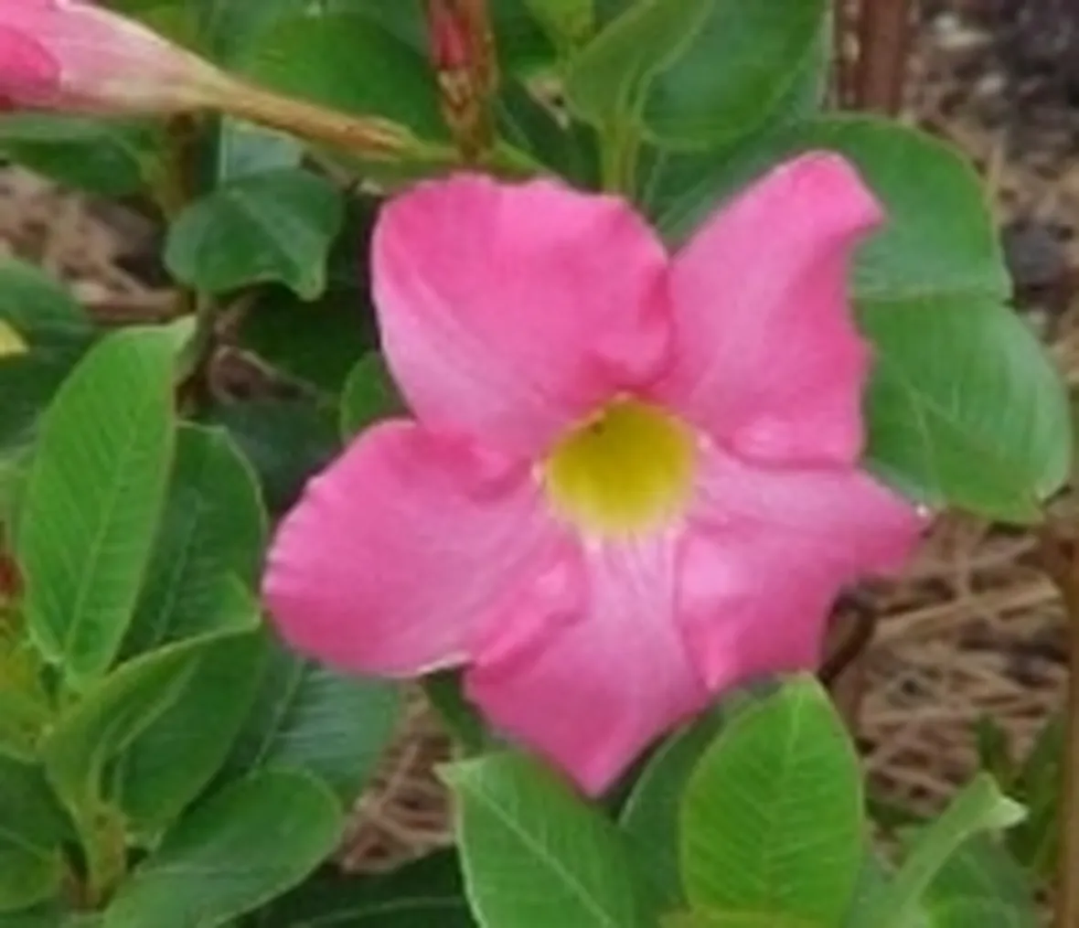 mandevilla