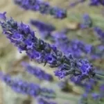 lavanda