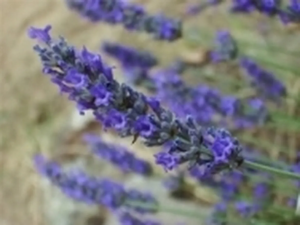 lavanda