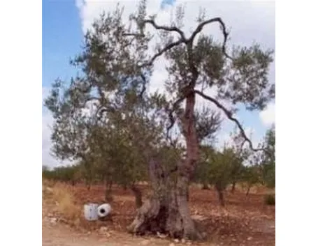 foto ulivo