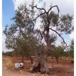 foto ulivo
