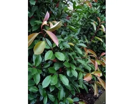 photinia