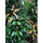 photinia