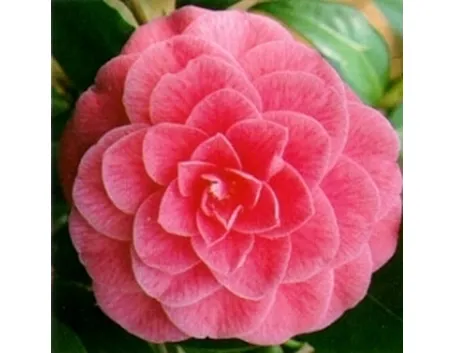 camelia