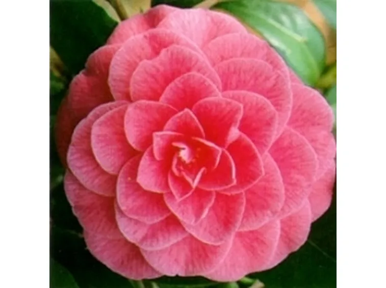 camelia