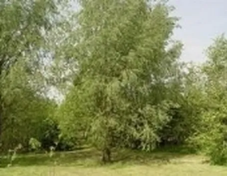 foto salice bianco