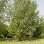 foto salice bianco