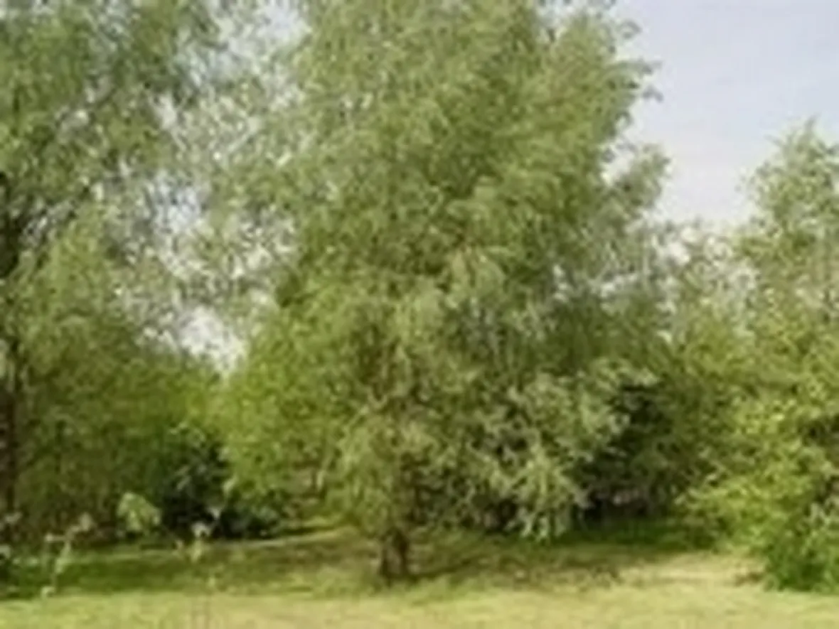 foto salice bianco