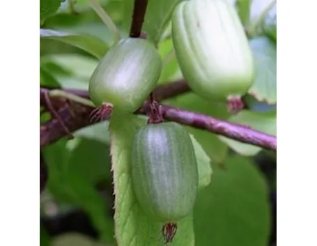 foto kiwi